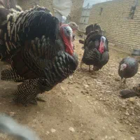بوقلمون برنز انگلیسی وتخم نطفه دار|حیوانات مزرعه|آشخانه, |دیوار