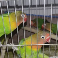 کوتوله برزیلی چنگ قرمز|پرنده|پاسارگاد, |دیوار