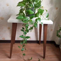 گل پتوس آپارتمانی