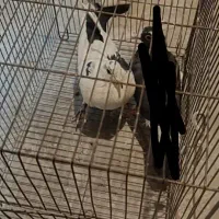 نر دم سیا|پرنده|کرمان, |دیوار