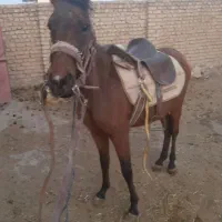 اسب نریون|اسب و تجهیزات اسبسواری|قوچان, |دیوار