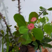 گل مرجان زیبا.|گل و گیاه طبیعی|زبرخان, |دیوار