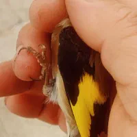 سهره نر زمستونه گل قفل