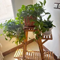 استند گل و گیاه