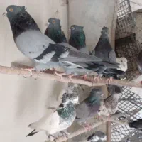 کفتر سبز و کله دمی