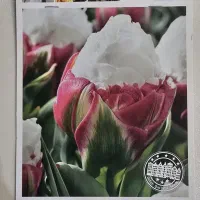 بذر لاله خامه ای