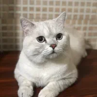 گربه بریتیش نر سیلور چینچیلا