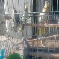 شش عدد عروس  هلندی  سالم وسرحال|پرنده|اسلام‌شهر, شهرک توحید|دیوار