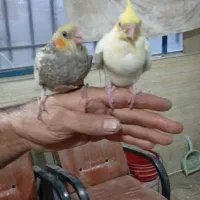 جوجه 1ماهه سرلاکی آماده دستی کردن