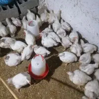 280عدد مرغ گوشتی