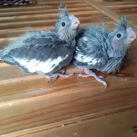 عروی هلندی|پرنده|مشکیندشت, |دیوار