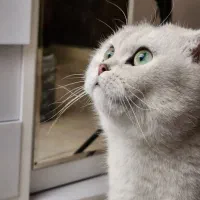 اسکاتیش فولد ماده (جفت یابی)