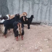 دوبز داشتی مهران|حیوانات مزرعه|مهران (ایلام), |دیوار