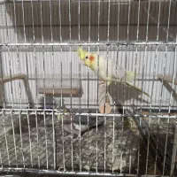 عروس هلندی مولد