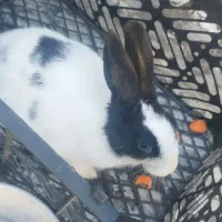 خرگوش|موش و خرگوش|ورامین, ورامین|دیوار