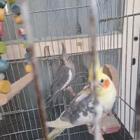 عروس هلندی  کاملن سالم سرحال