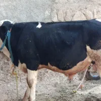 گوساله  درجه یک گوشتی و آماده پروار 400کیلویی