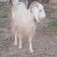 بز سالم