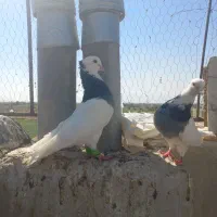 یه جفت طوق سبز بی عیب|پرنده|شیراز, نصر|دیوار