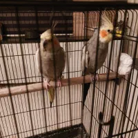 یک جفت عروس هلندی نر و ماده تخم گذار با دو عدد قفس