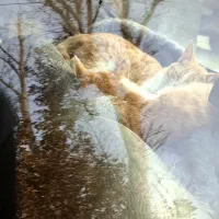 واگذاری بچه گربه|گربه|احمدآبادمستوفی, |دیوار