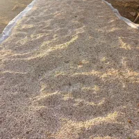 تخمه آفتابگردان سفید مرغوب|عمدهفروشی|سبزوار, قصبه شرقی|دیوار