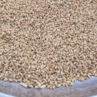 گندم پیشگام گندم