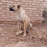 سگ ماده سرابی