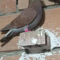 کفتر سرخ دورگ|پرنده|گرگان, |دیوار