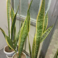 گل سانسوریا