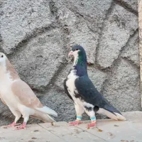 کبوترخوشرنگ|پرنده|زیباشهر, |دیوار