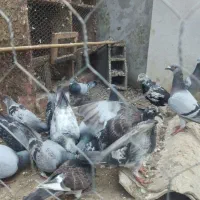 کبوتر پلاکی .مسافتی.