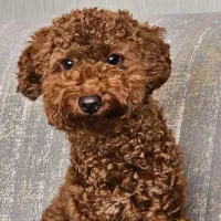 سگ توی پودل دارک رد اصیل وارداتی