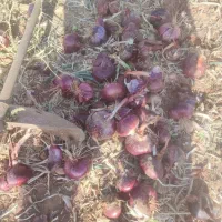 پیاز|خدمات باغبانی و درختکاری|سیاخ دارنگون, |دیوار