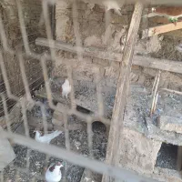 کفتر|پرنده|کرج, پیشاهنگی|دیوار