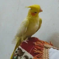 جوجه عروس هلندی|پرنده|ساوه, |دیوار