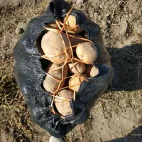 سیب زمینی|عمده‌فروشی|اردبیل, |دیوار