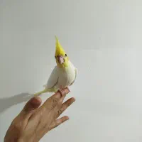 طوطی لتیونو سرلاکی|پرنده|آمل, |دیوار