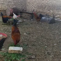 خروس خونگی بالغ جوان|پرنده|خاتم, |دیوار