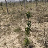 ۱۰۰۰متر زمین سیمین