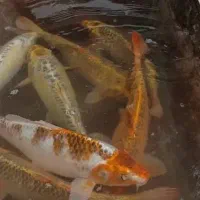 ماهی کوی|ماهی|صومعهسرا, |دیوار