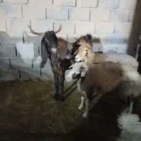 نر بز|حیوانات مزرعه|کهریزک, |دیوار