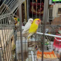 طوطی برزیلی مولد