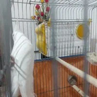 فروش عروس هلندی درشت آماده جوجه کشی با وسایل /فوری|پرنده|صحنه, |دیوار