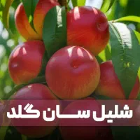 انواع نهال گردو فرنور و چندلر و صنوبر تصمینی|خدمات باغبانی و درختکاری|فیروزکوه, |دیوار
