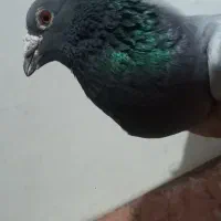 کفتر مسافتی   شازده سبز نر