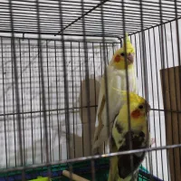 عروس پاریس دو جفت البنیو لتینیو|پرنده|حمیدیه, |دیوار