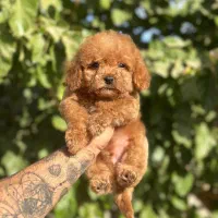 سگ فنجونی تیکاپ سایز و گربه|سگ|تهران, شهرک غرب|دیوار