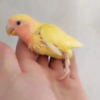 جوجه عروس هلندی و کوتوله|پرنده|قم, حنیف نژاد|دیوار