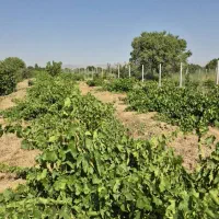 باغ انگور سردار جنگل واقع در تاکستان قزوین